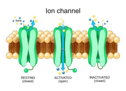 Ion Channel Physiology