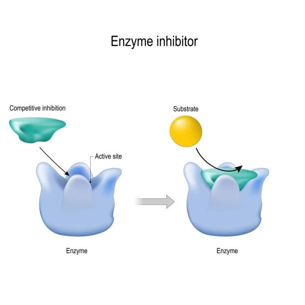 Enzyme Inhibitors and Inducers